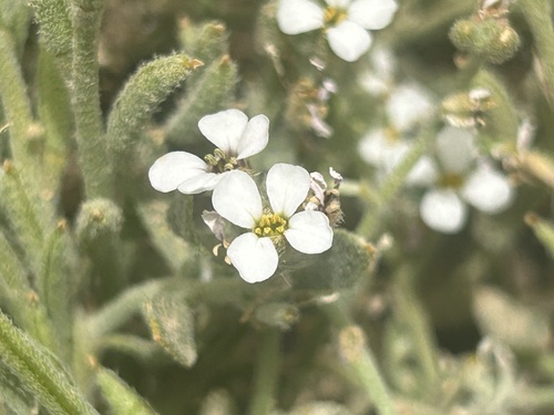 Morettia canescens