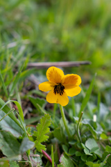 Viola pedunculata