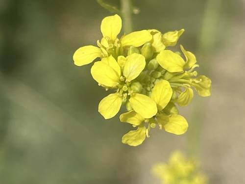 Shortpod Mustard