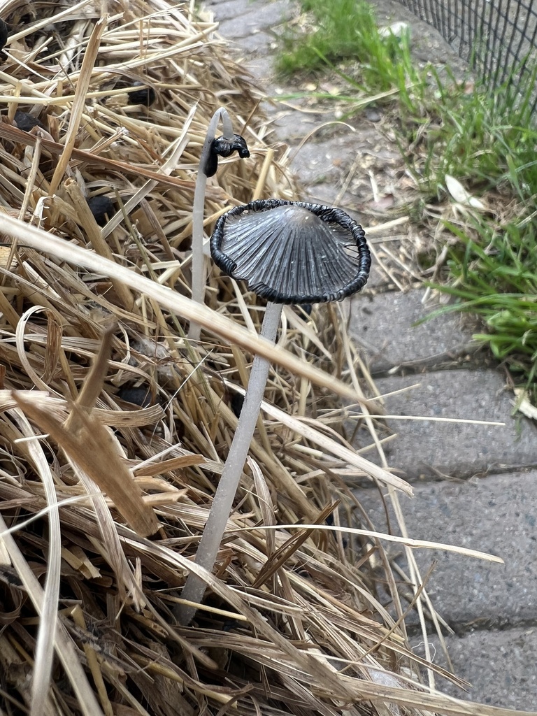 Coprinopsis lagopus · May 2026 · photo: © ryman56 (iNaturalist, cc0)