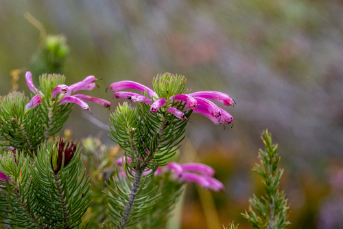 Erica thomae, photograph 4