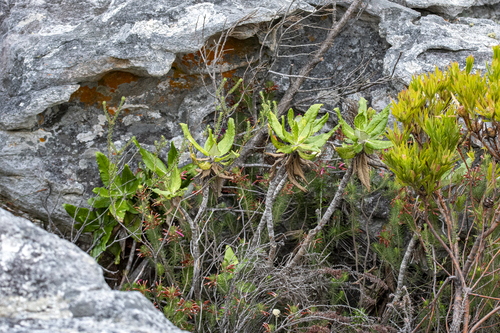 Hermas villosa, photograph 3