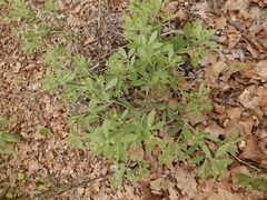 Baptisia nuttalliana