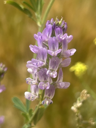 Alfalfa