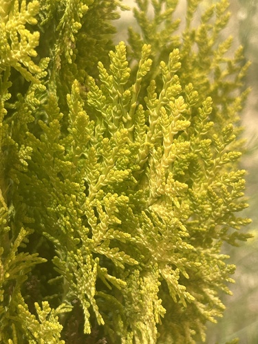 Chinese arborvitae