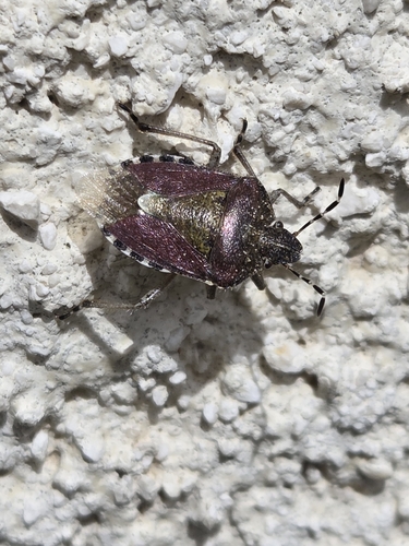 Sloe Bug