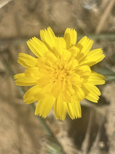 Launaea fragilis
