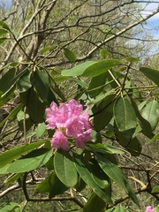 Rhododendron catawbiense