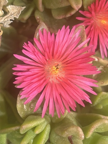 heart-leaf ice plant