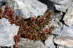 Epilobium pycnostachyum
