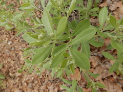 Baptisia nuttalliana