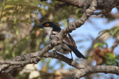 iNaturalist image