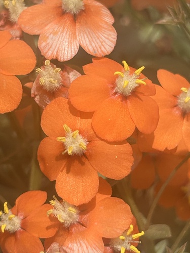 Lysimachia collina