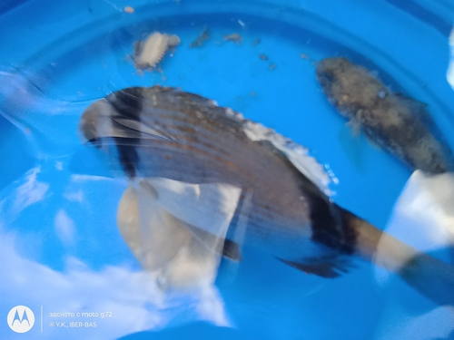 Common Two-banded Seabream