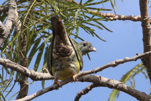 iNaturalist image