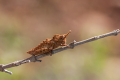 Prionosthenus syriacus