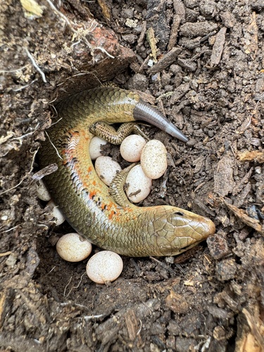 Chinese Skink