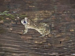 Anaxyrus californicus