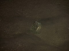 Anaxyrus californicus