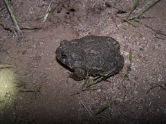 Anaxyrus californicus