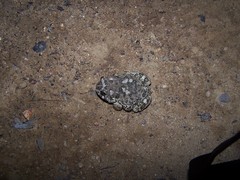 Anaxyrus californicus