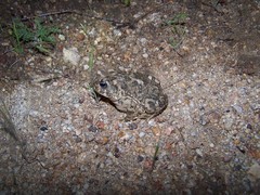 Anaxyrus californicus