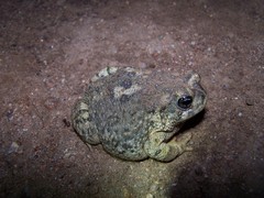 Anaxyrus californicus