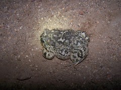 Anaxyrus californicus