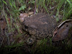 Anaxyrus californicus