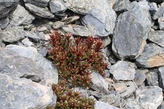 Epilobium pycnostachyum