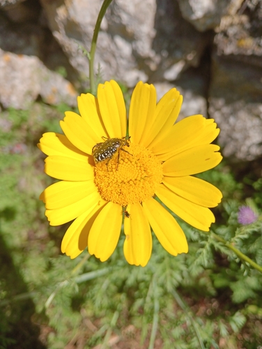 Mediterranean Spotted Chafer