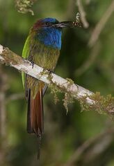 Purple-Bearded Bee-Eater photo 4