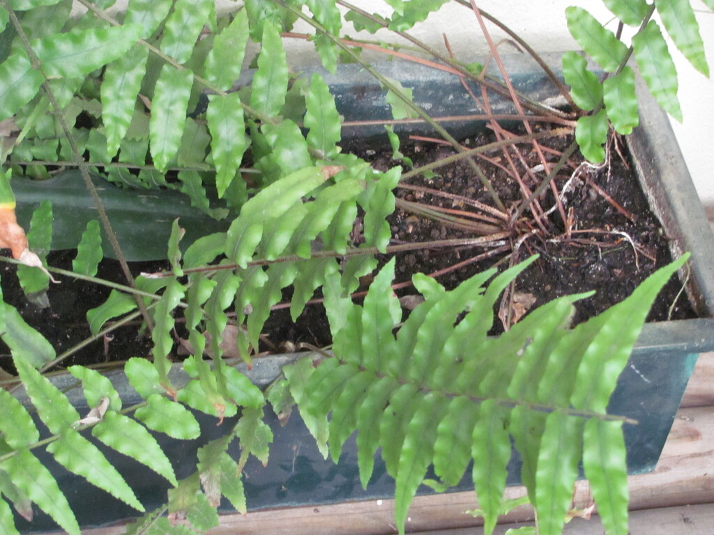 Нефролепіс (папороть) — Nephrolepis exaltata