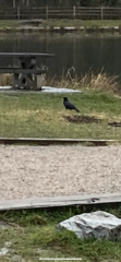 Corvus brachyrhynchos caurinus
