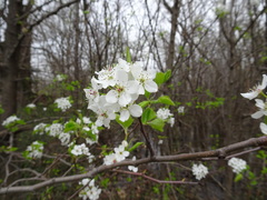 Pyrus calleryana