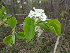 Pyrus calleryana