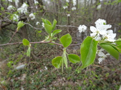 Pyrus calleryana