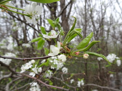 Pyrus calleryana