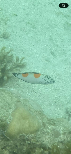 Coris aygula
