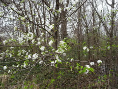 Pyrus calleryana