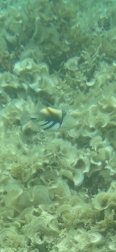 Rhinecanthus aculeatus