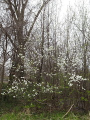 Pyrus calleryana