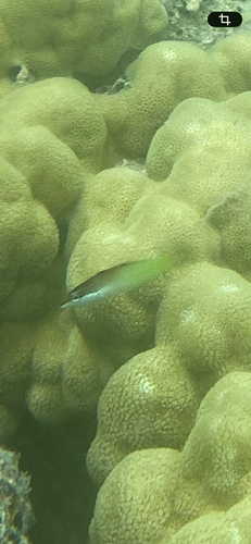 Gomphosus caeruleus