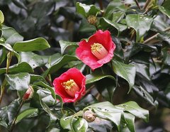 Camellia japonica