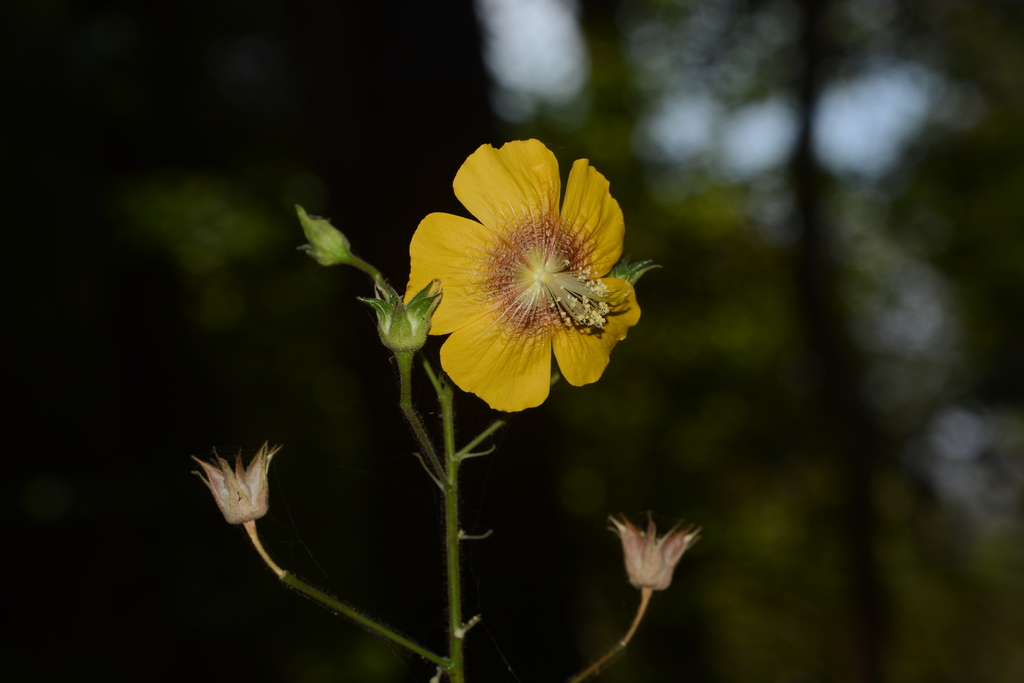 Persian mallow