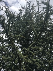 Pinaceae