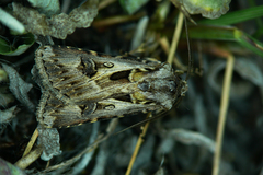 Agrotis vestigialis