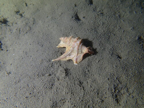 Aporrhais pespelecani