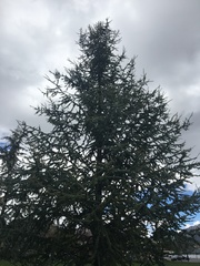 Pinaceae