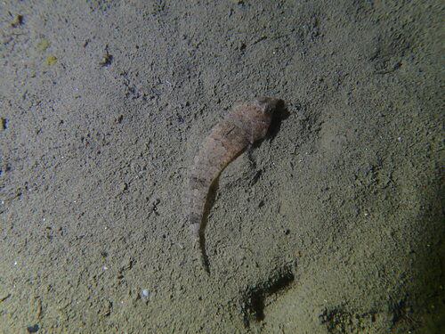 Callionymus risso